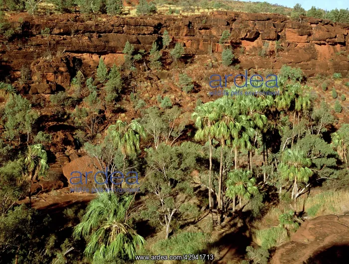 : Red cabbage palm (Livistona mariae), remnant from : Red cabbage palm (Livistona mariae), remnant from