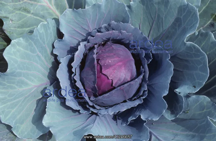 : Red cabbage plant : Red cabbage plant