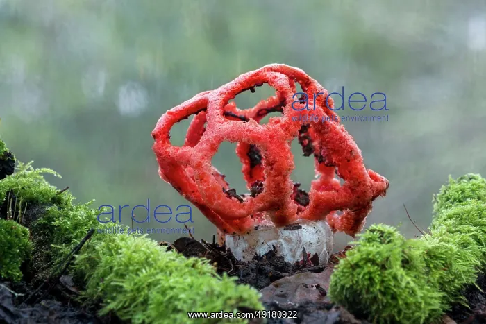  : Red Cage Fungus - or Basket Stinkhorn - UK