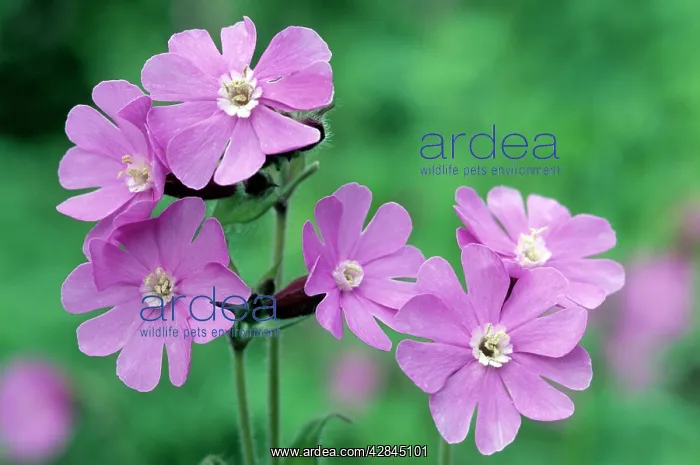  : Red Campion