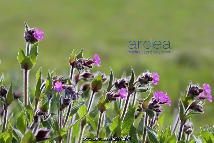 : Red Campion : Red Campion
