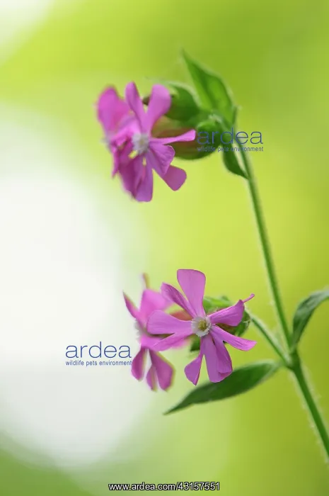 : Red Campion : Red Campion