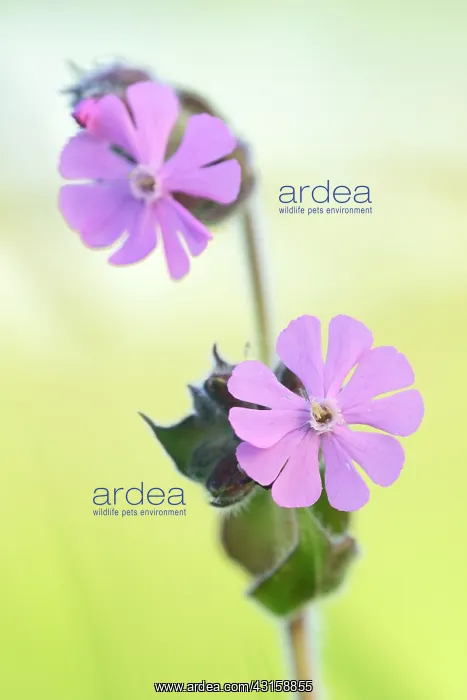 : Red Campion : Red Campion