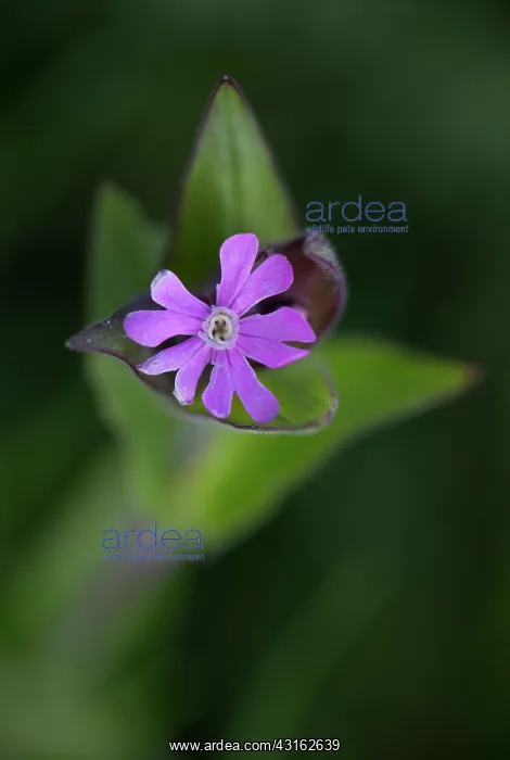 : Red Campion : Red Campion