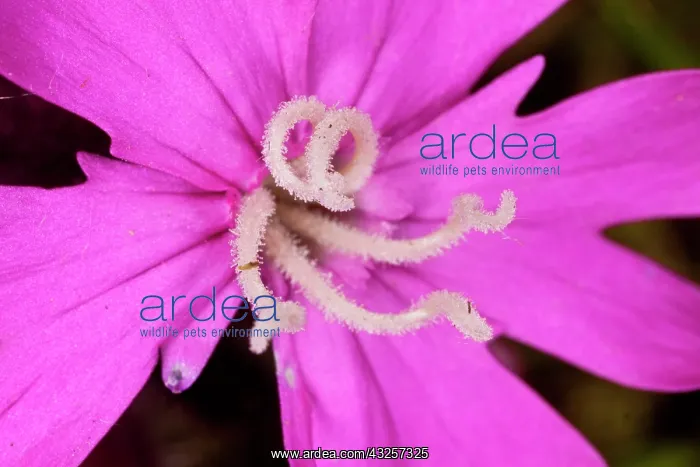 : Red Campion - female flower with styles : Red Campion - female flower with styles