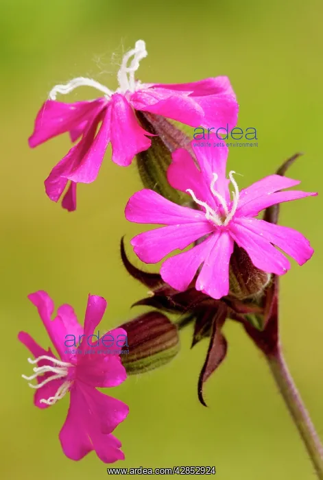  : Red Campion - female flowers