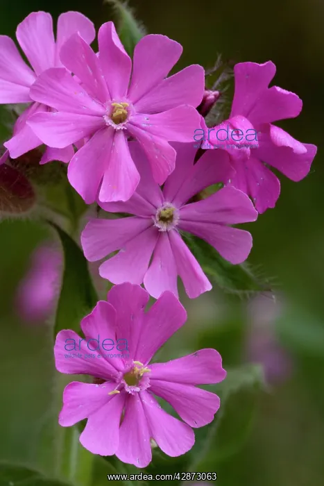 : Red campion in flower : Red campion in flower