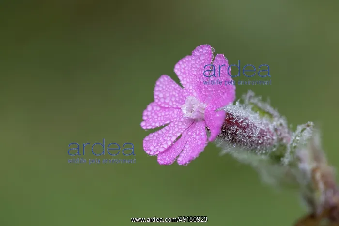  : Red Campion - Flower - in Dew - UK