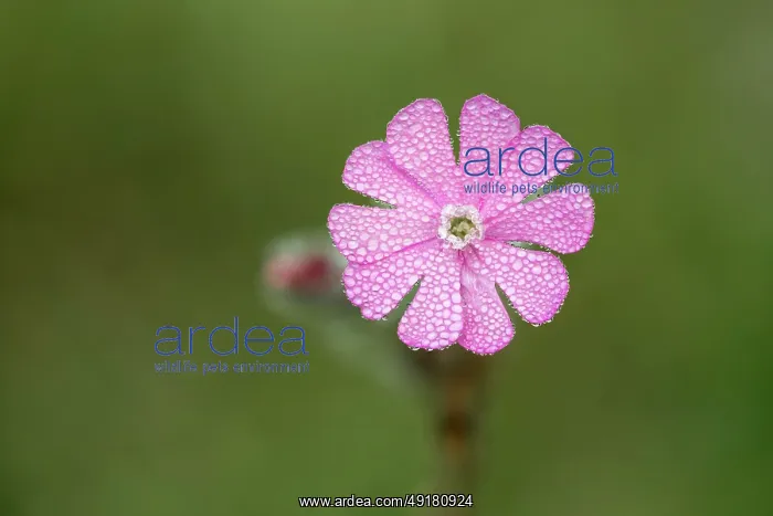  : Red Campion - Flower - in Dew - UK