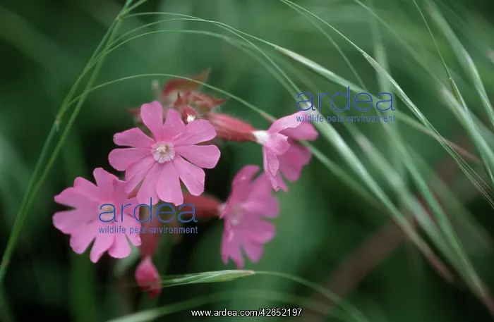 : Red CAMPION - flowers : Red CAMPION - flowers