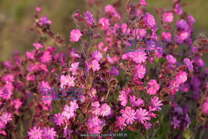 : Red Campion Flowers : Red Campion Flowers