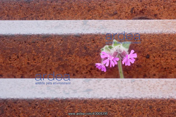 : Red Campion - growing through cattle grid : Red Campion - growing through cattle grid