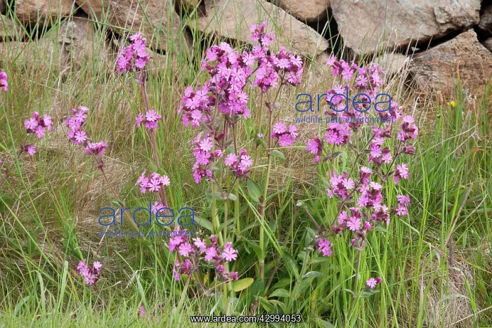  : Red Campion - growing along roadside by drystone wall