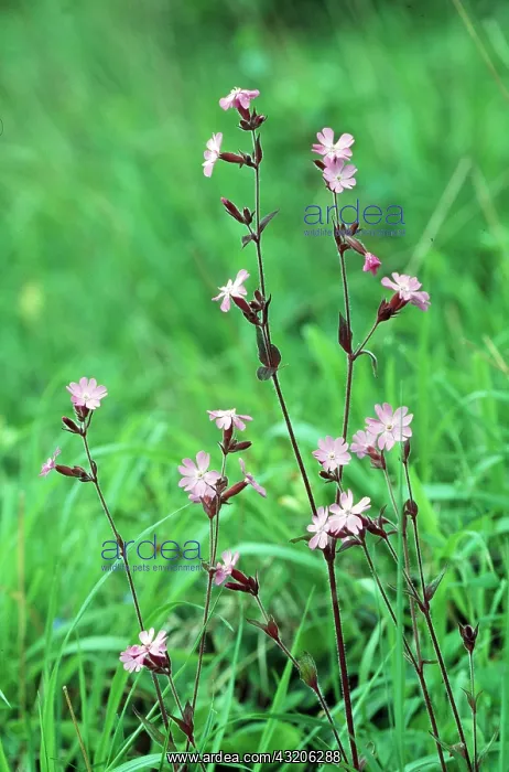 : RED CAMPION - pink flowers : RED CAMPION - pink flowers