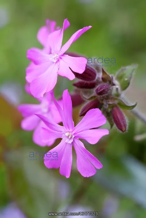 : Red campion, Silene dioica, Close view of group of : Red campion, Silene dioica, Close view of group of