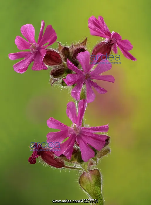 : Red campion, Silene dioica, male plant in flower : Red campion, Silene dioica, male plant in flower