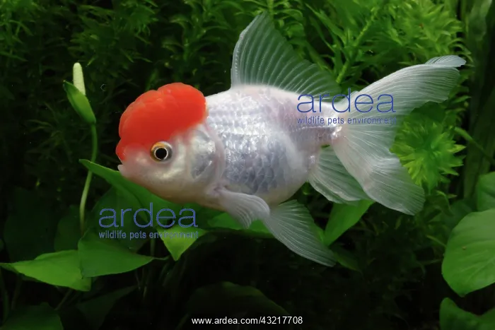 : Red cap Oranda Goldfish : Red cap Oranda Goldfish
