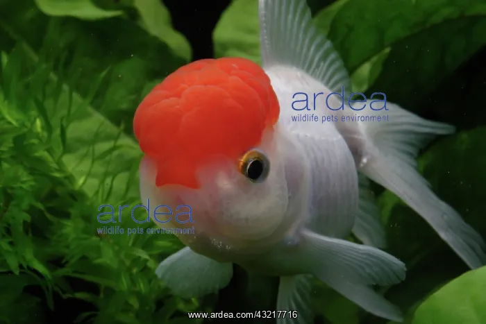 : Red cap Oranda Goldfish : Red cap Oranda Goldfish