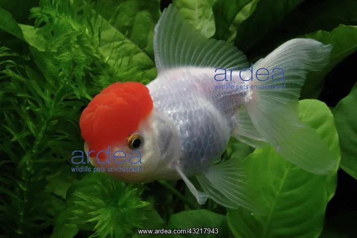 : Red cap Oranda Goldfish : Red cap Oranda Goldfish