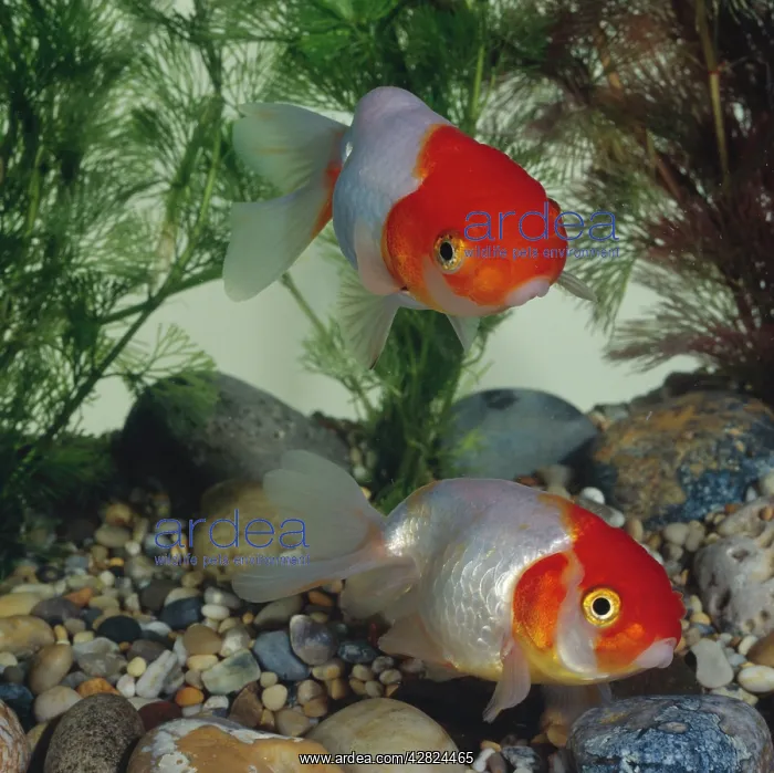 : Red Cap Ranchu Goldish : Red Cap Ranchu Goldish