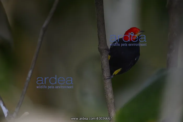 : Red-capped Manakin - Red-capped Manakin perched : Red-capped Manakin - Red-capped Manakin perched