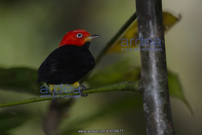 : Red-capped Manakin - Red-capped Manakin perched : Red-capped Manakin - Red-capped Manakin perched