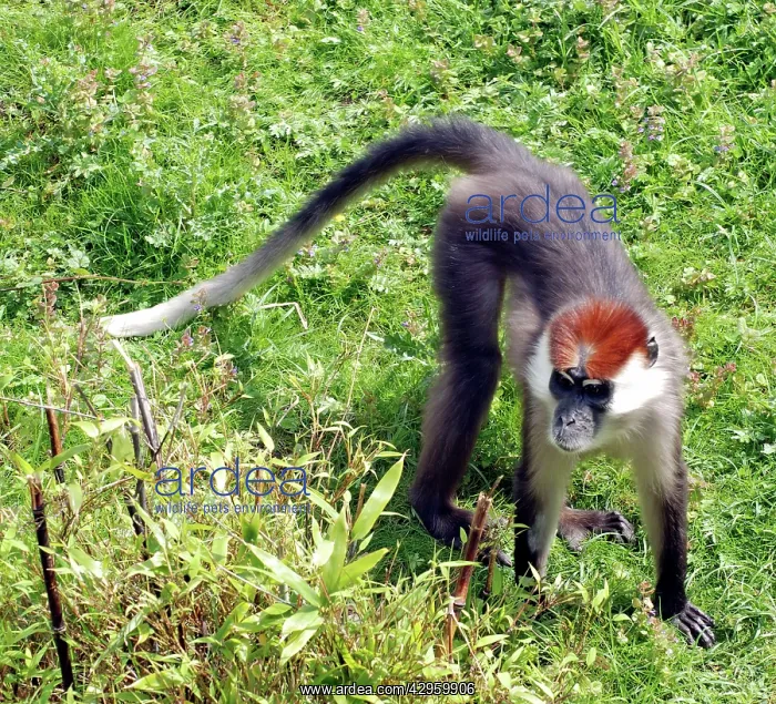 : Red Capped Mangabey - west Africa : Red Capped Mangabey - west Africa