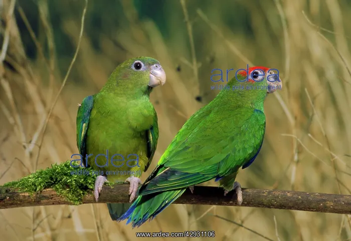 : Red-capped Parrots : Red-capped Parrots
