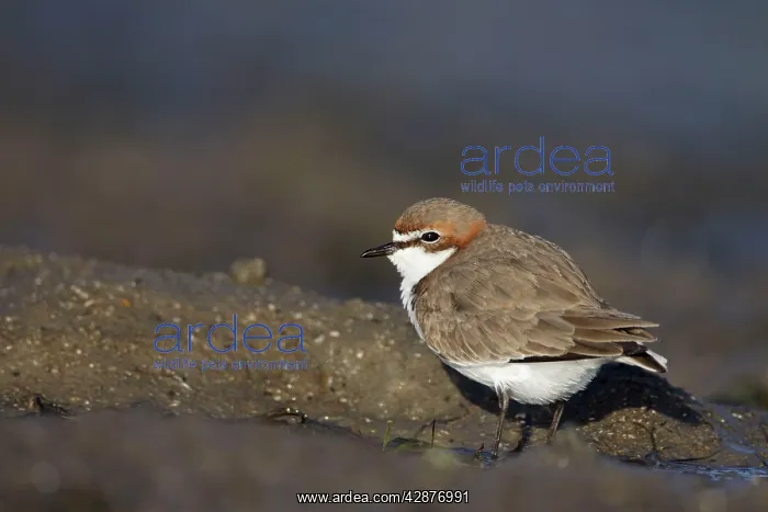: Red-Capped Plover - on beach : Red-Capped Plover - on beach