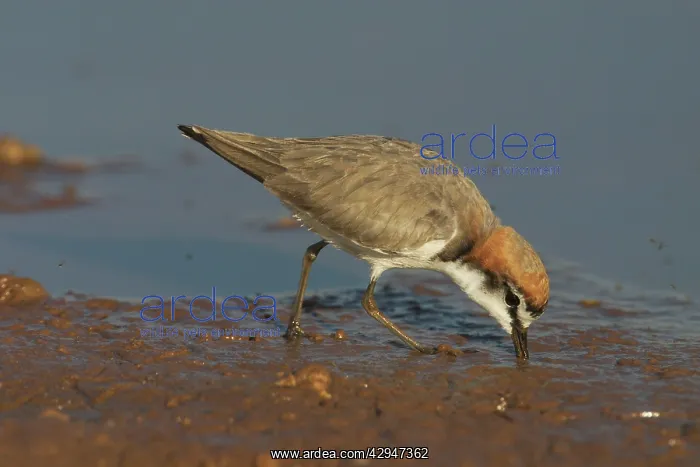 : Red-capped Plover, feeding : Red-capped Plover, feeding