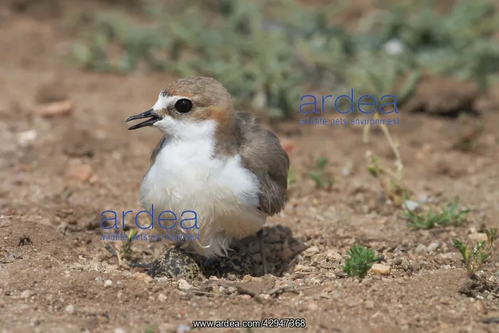 : Red-capped Plover - female with wet abdomen : Red-capped Plover - female with wet abdomen