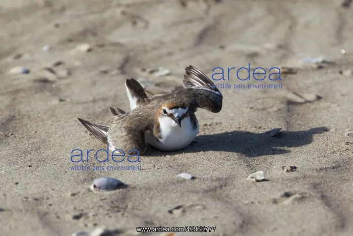 : Red-capped Plover - Injury feigning display as : Red-capped Plover - Injury feigning display as