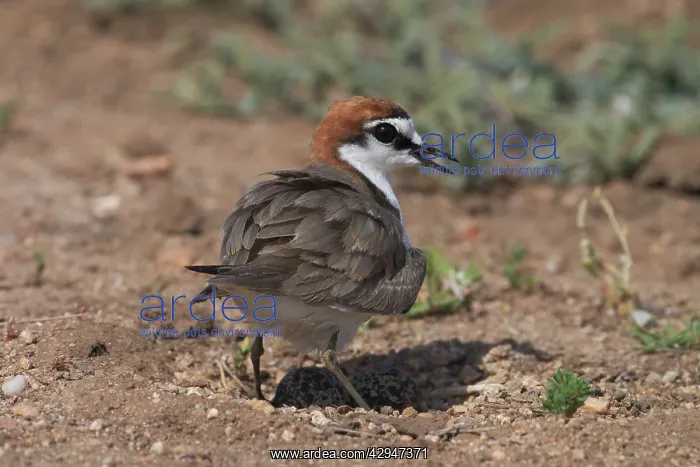 : Red-capped Plover - male shading eggs at nest : Red-capped Plover - male shading eggs at nest