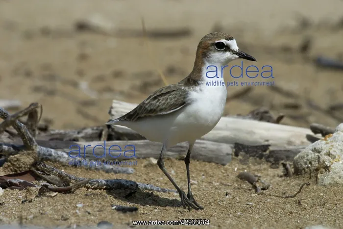 : Red-capped Plover / Red-capped Dotterel : Red-capped Plover / Red-capped Dotterel
