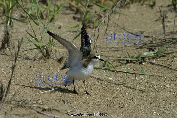 : Red-capped Plover / Red-capped Dotterel - Injury-feigning : Red-capped Plover / Red-capped Dotterel - Injury-feigning