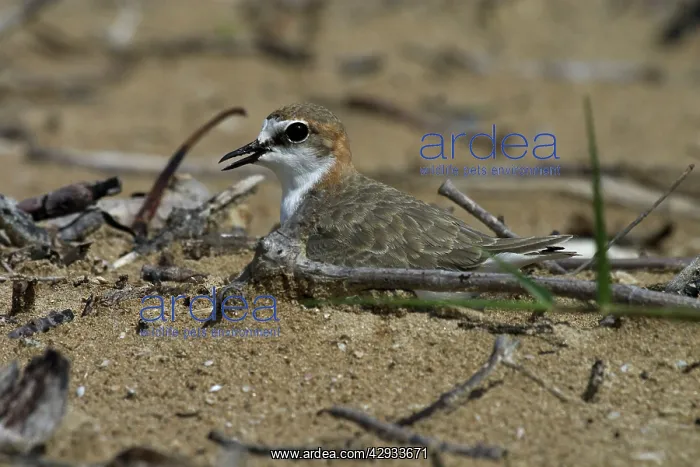 : Red-capped Plover / Red-capped Dotterel - On nest : Red-capped Plover / Red-capped Dotterel - On nest