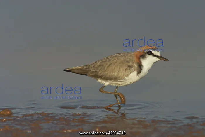 : Red-capped Plover - A widespread plover closely : Red-capped Plover - A widespread plover closely