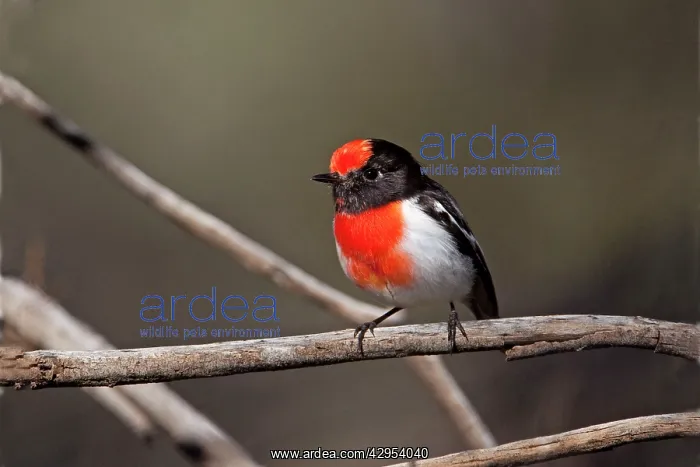 : Red-capped Robin : Red-capped Robin