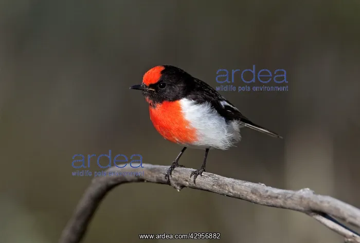 : Red-capped Robin : Red-capped Robin