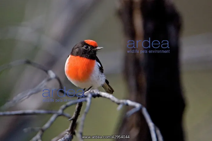 : Red-capped Robin - male : Red-capped Robin - male