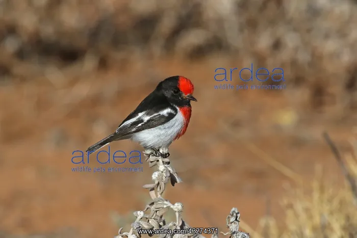 : Red-capped Robin male A4395 : Red-capped Robin male A4395