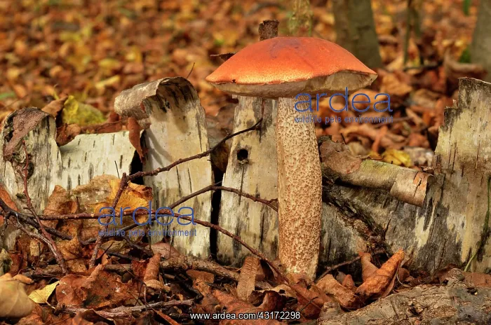 : Red-capped scaber stalk, Chaumontel, For t de Coye : Red-capped scaber stalk, Chaumontel, For t de Coye