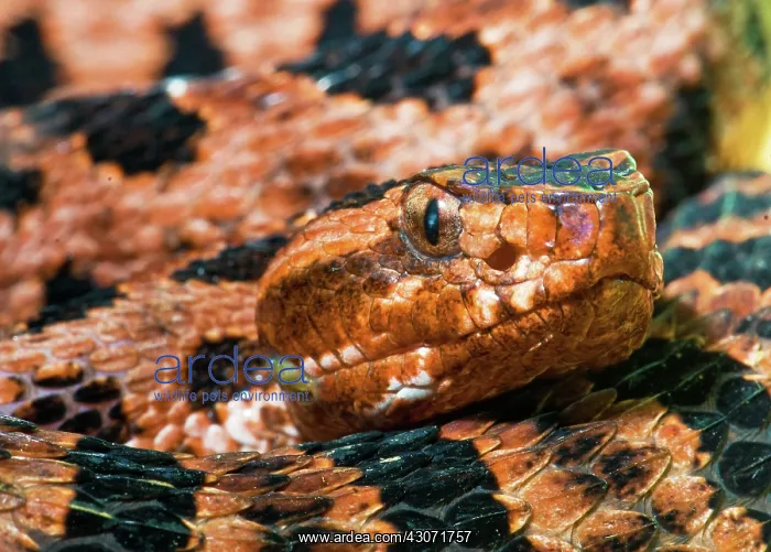 : Red Carolina Pygmy Rattlesnake : Red Carolina Pygmy Rattlesnake