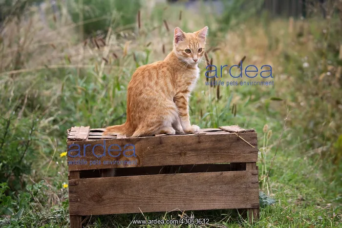 : Red Cat sitting on a wooden box : Red Cat sitting on a wooden box