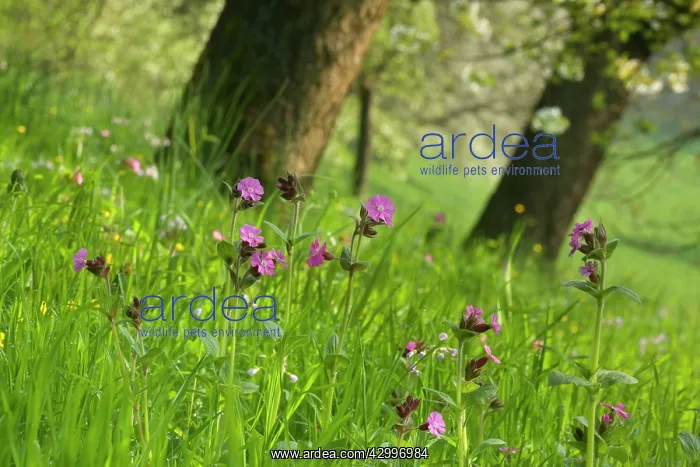 : Red Champion - in full bloom on a meadow with blooming : Red Champion - in full bloom on a meadow with blooming