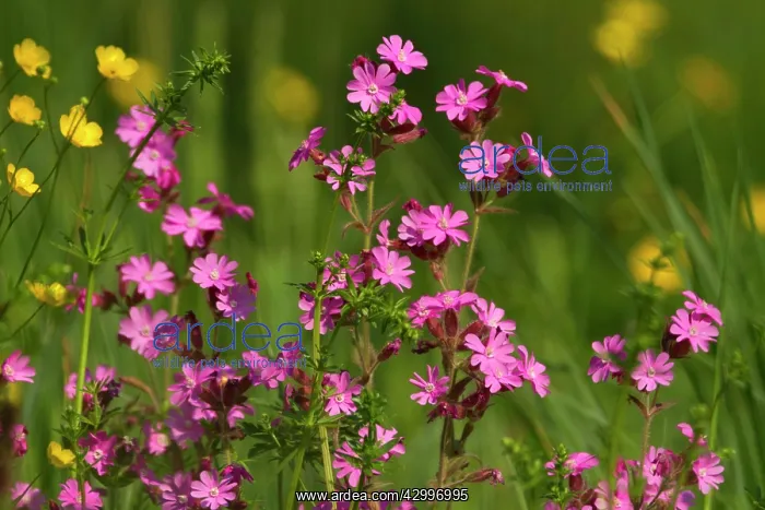 : Red Champion - in full bloom on a meadow in early spring : Red Champion - in full bloom on a meadow in early spring