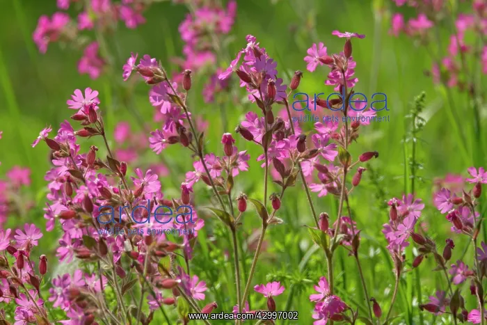: Red Champion - in full bloom on a meadow in early spring : Red Champion - in full bloom on a meadow in early spring