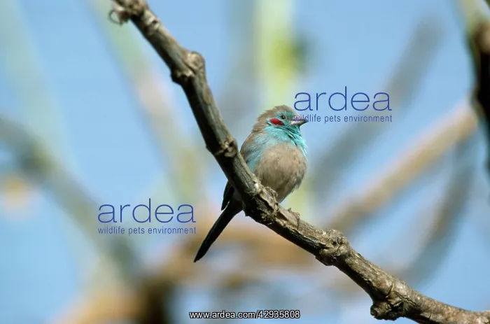 : Red-cheeked Cordon-bleu : Red-cheeked Cordon-bleu