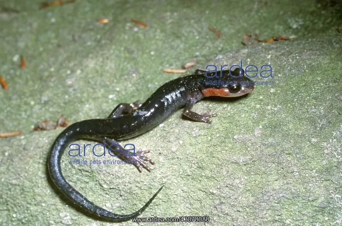 : Red-cheeked Salamander : Red-cheeked Salamander