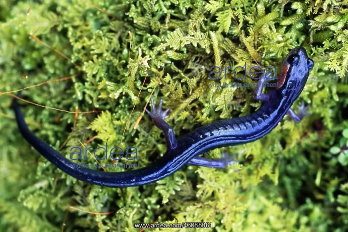 : Red-Cheeked Salamander : Red-Cheeked Salamander